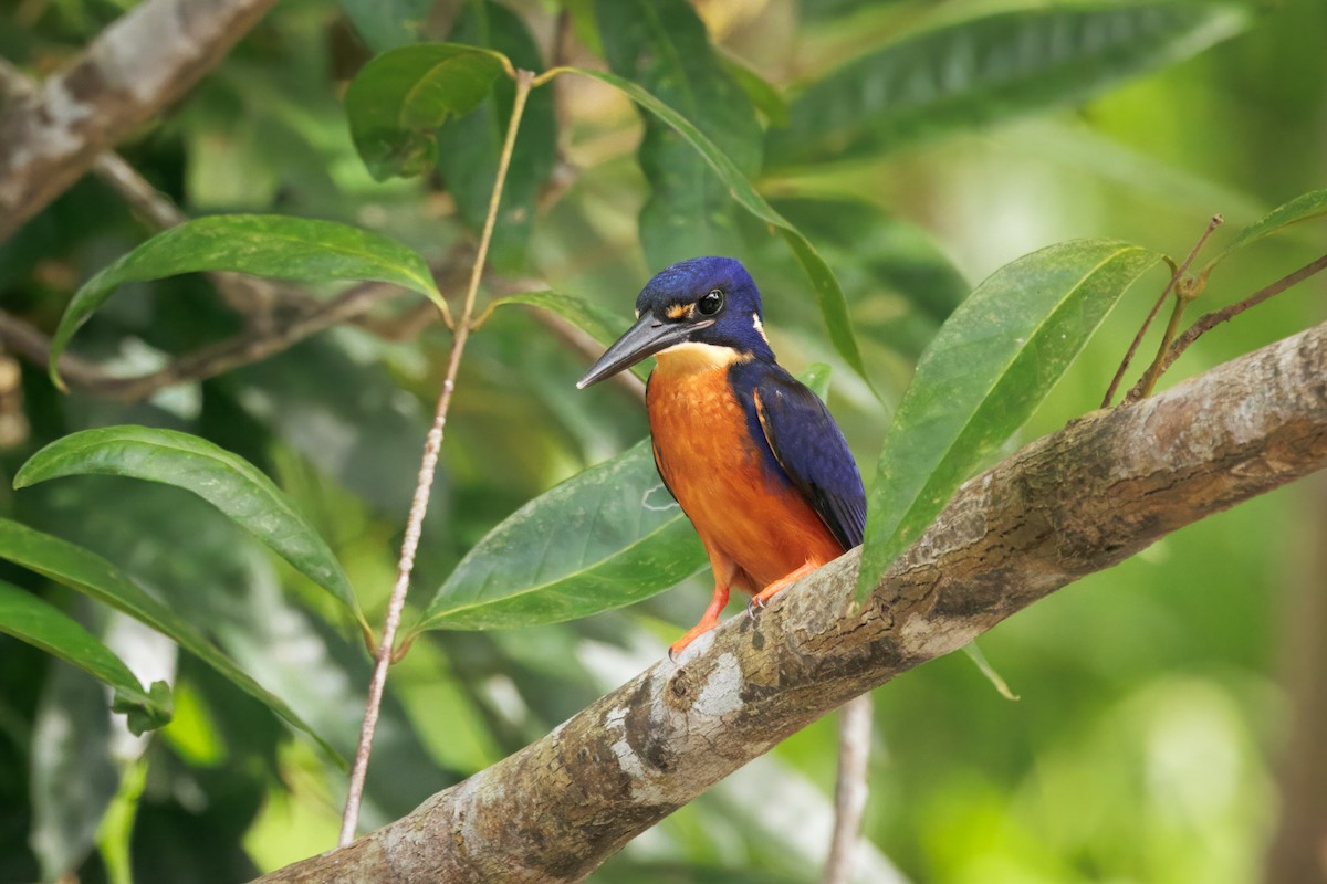 Azure Kingfisher - ML647044872