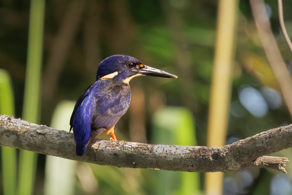 Azure Kingfisher - ML647044873