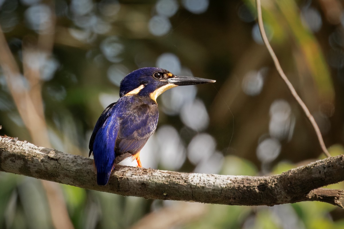 Azure Kingfisher - ML647044874
