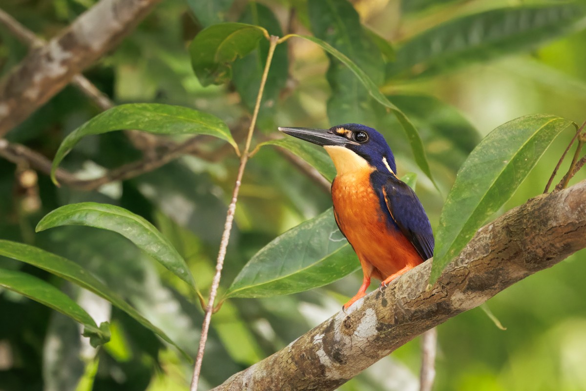 Azure Kingfisher - ML647044875