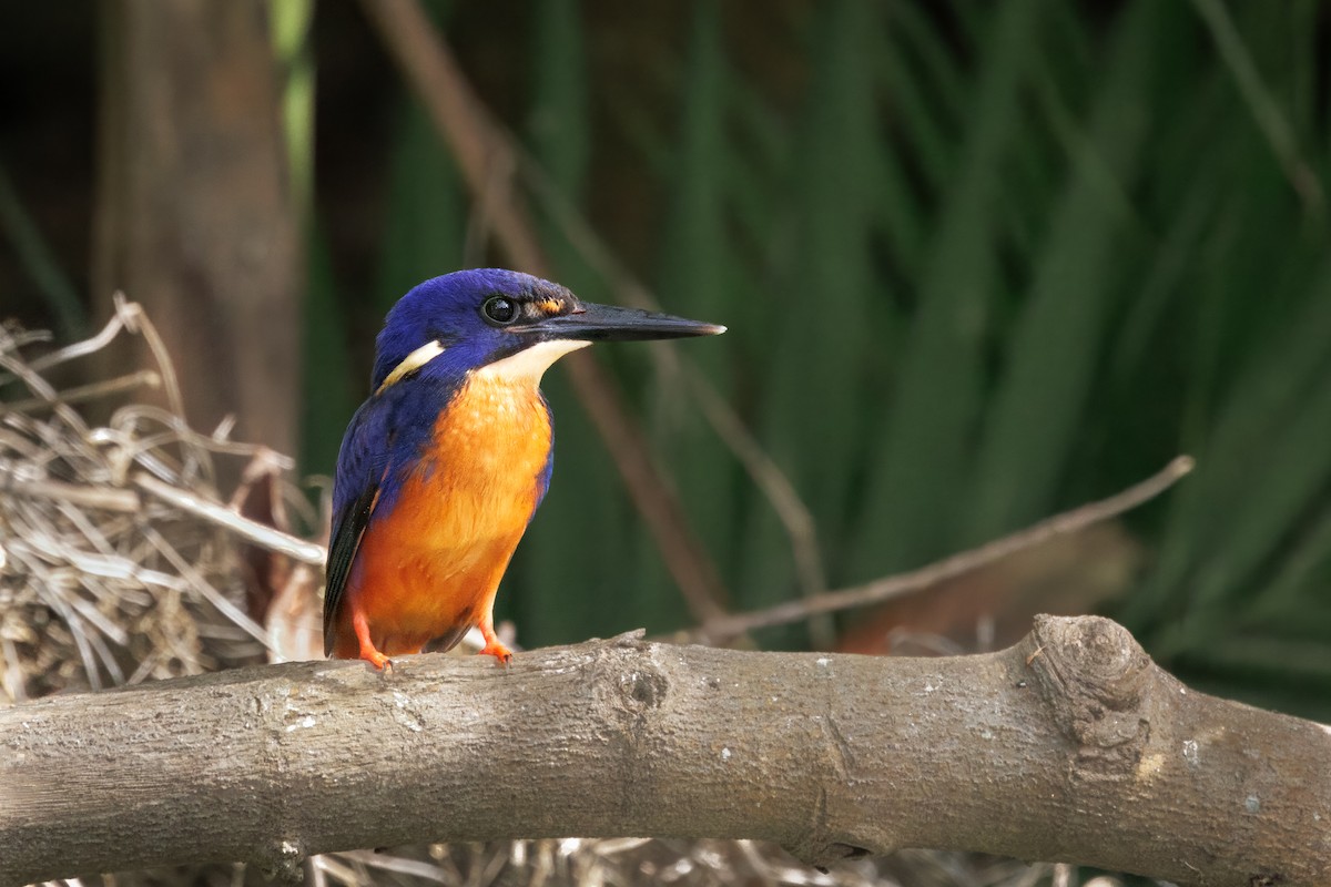 Azure Kingfisher - ML647044876