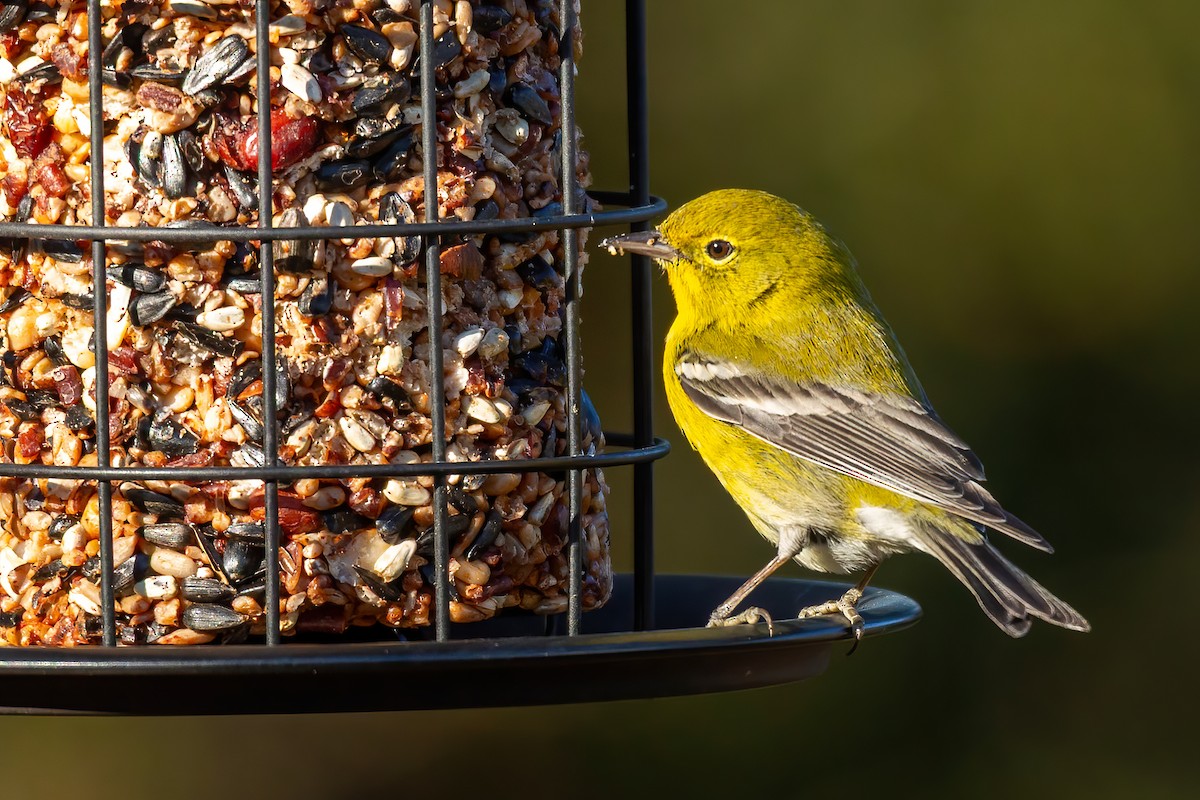 סבכון אורנים - ML647044887