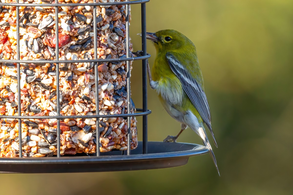 סבכון אורנים - ML647044888