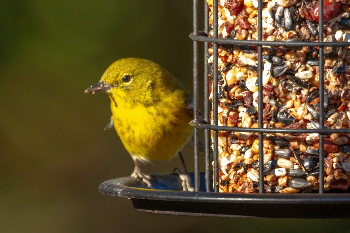 סבכון אורנים - ML647044889