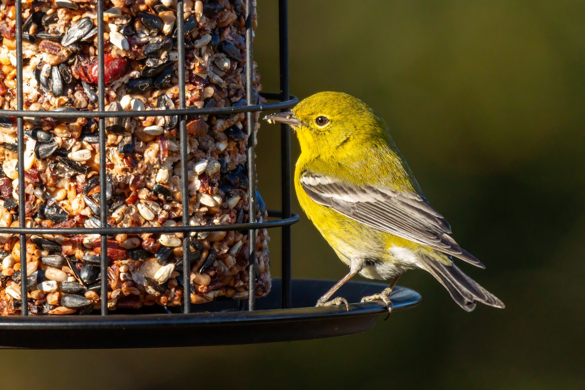 סבכון אורנים - ML647044890