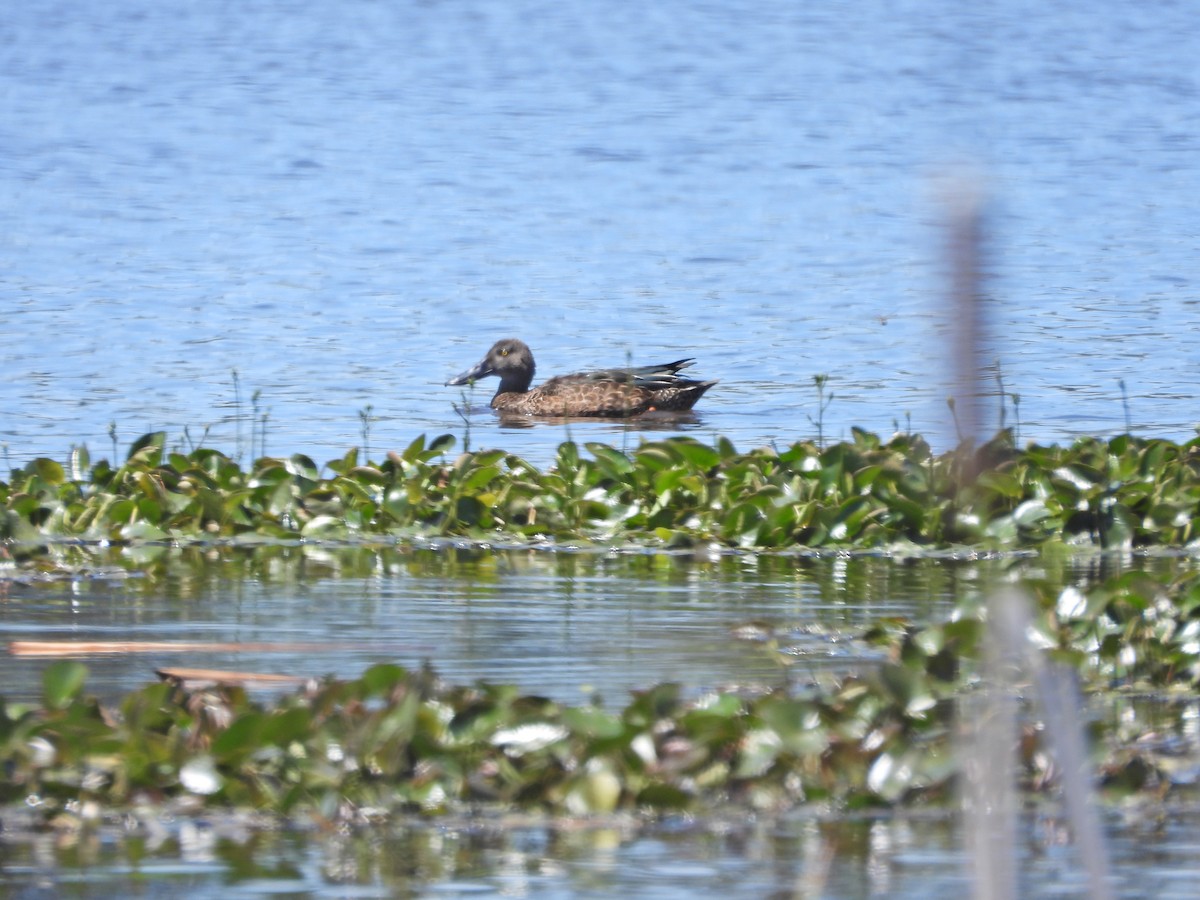 Австралийская широконоска - ML647044893