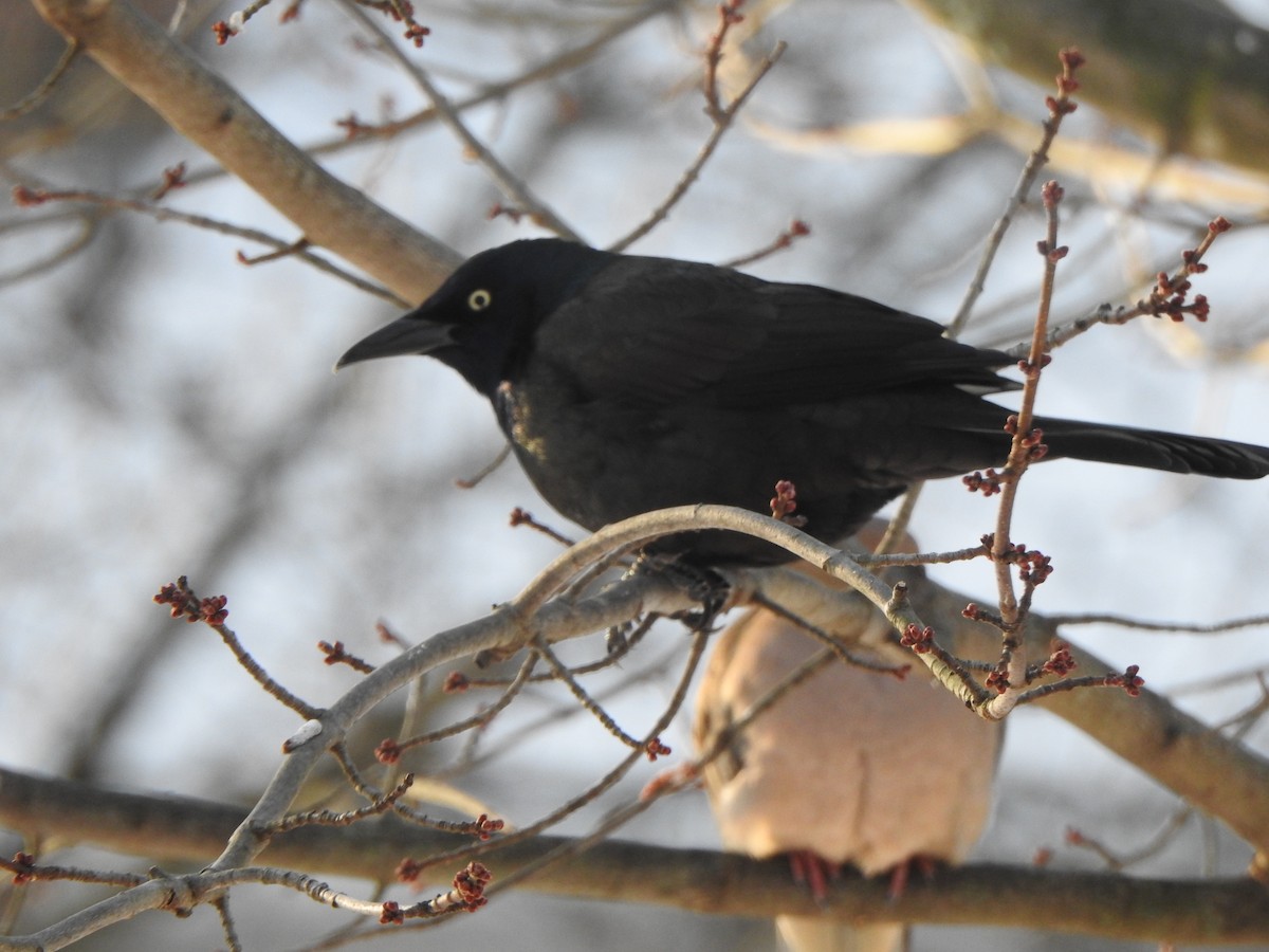 Purpurgrackel - ML647044894