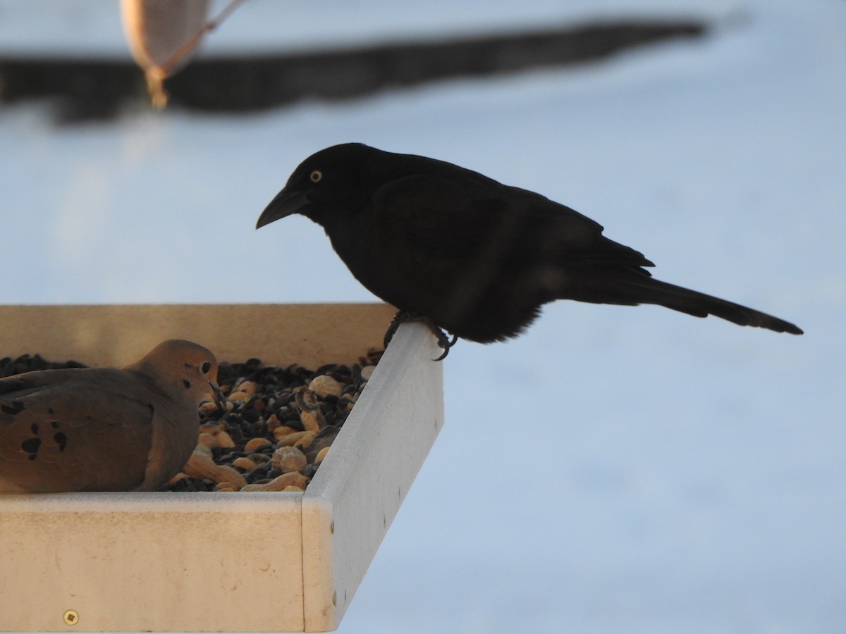 Purpurgrackel - ML647044895