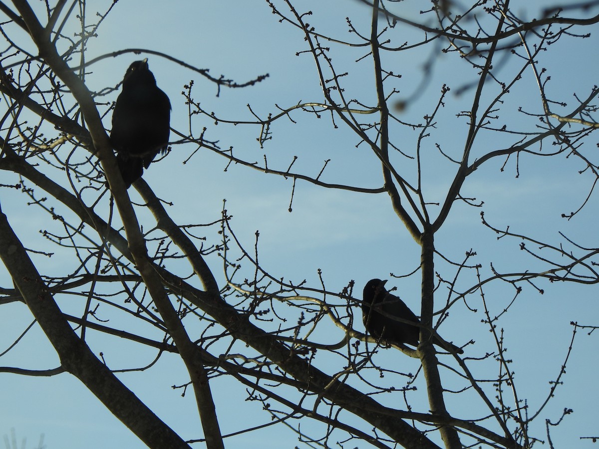 Purpurgrackel - ML647044896