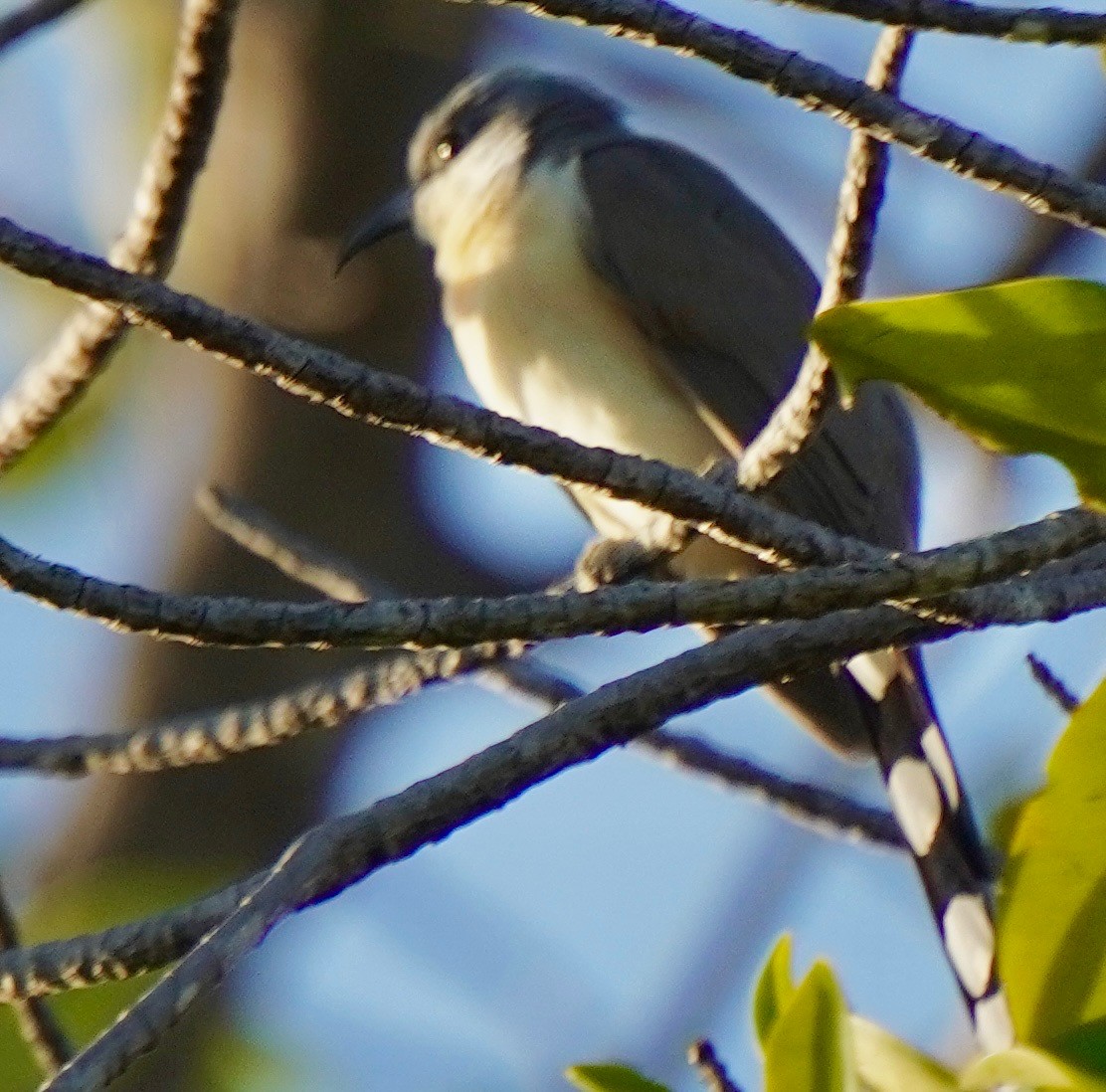 Dark-billed Cuckoo - ML647044897