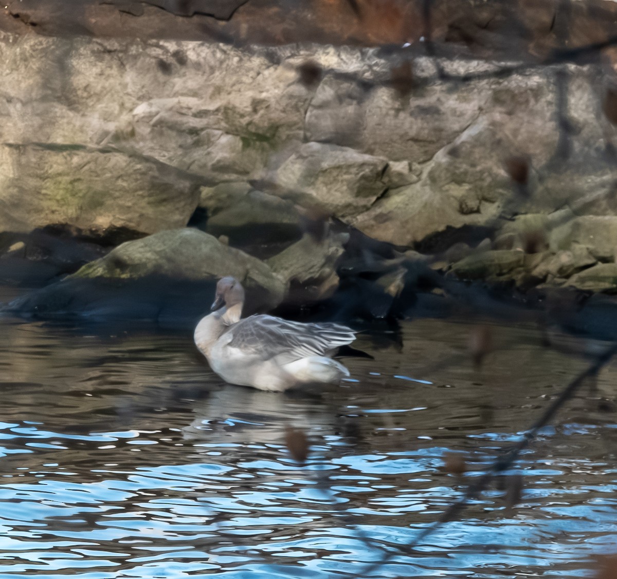 Snow Goose - ML647044907