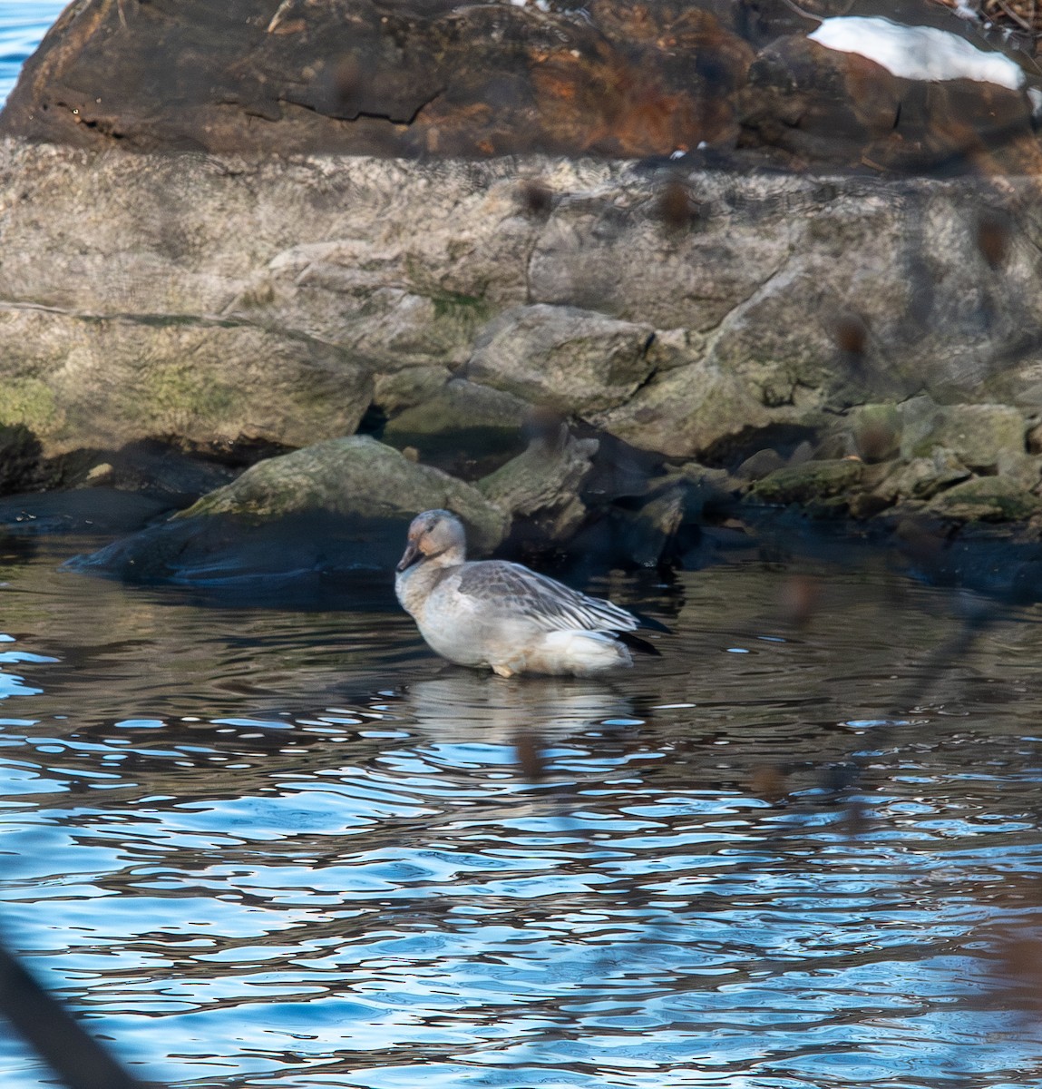 Snow Goose - ML647044908