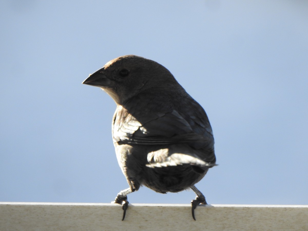 Braunkopf-Kuhstärling - ML647044921