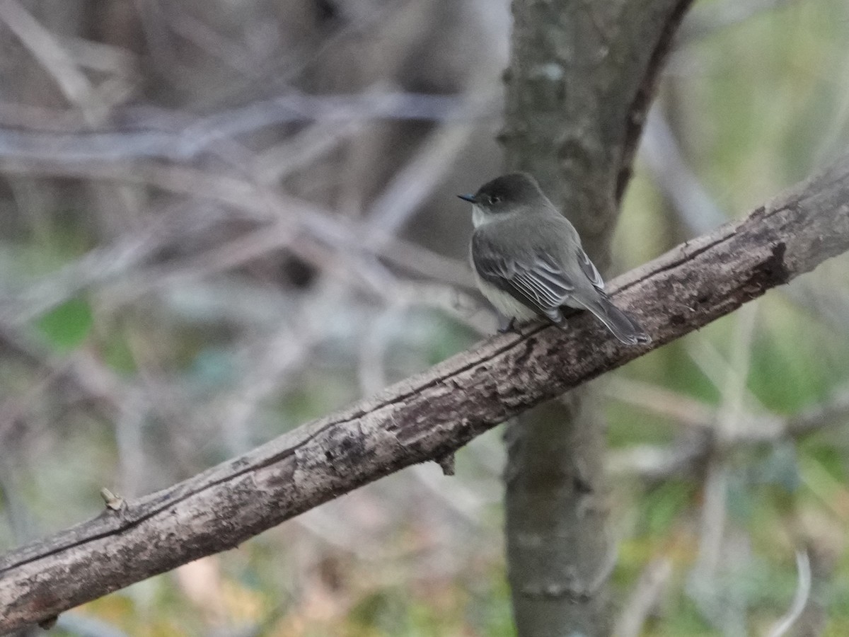 tyranovec domácí - ML647044924