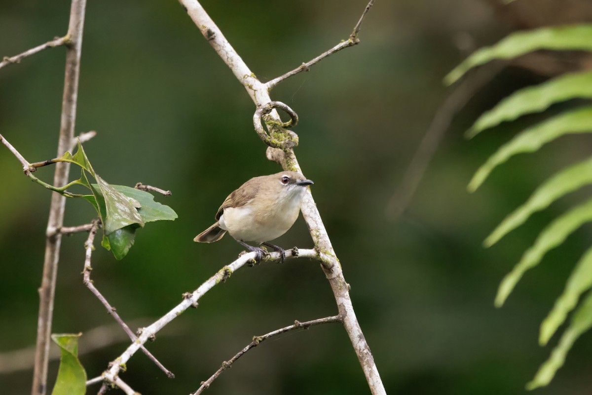 Large-billed Gerygone - ML647044925