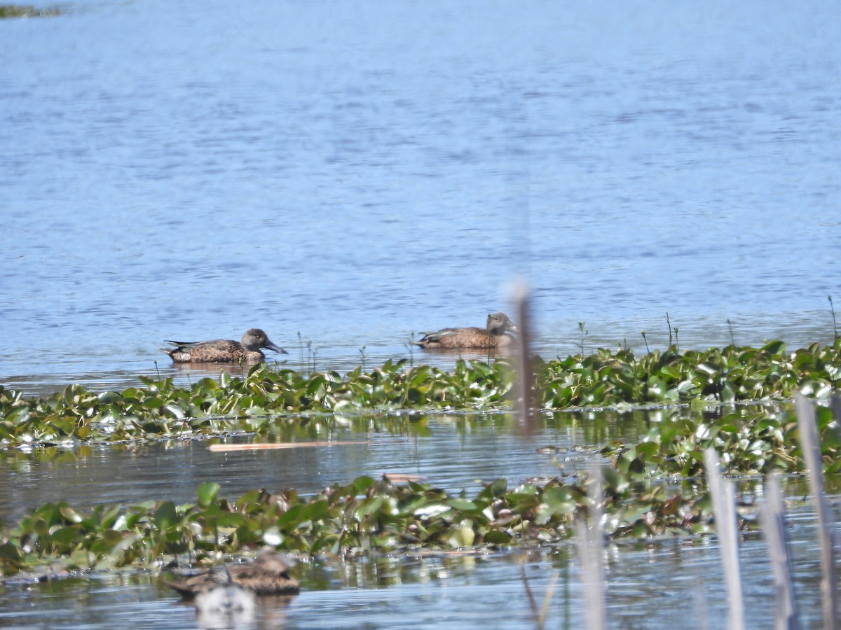 Австралийская широконоска - ML647044926