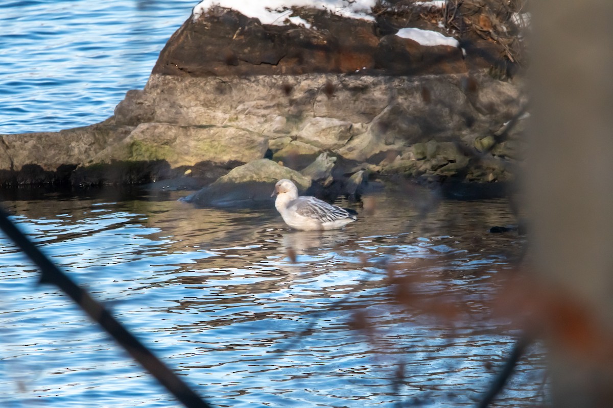 Snow Goose - ML647044927