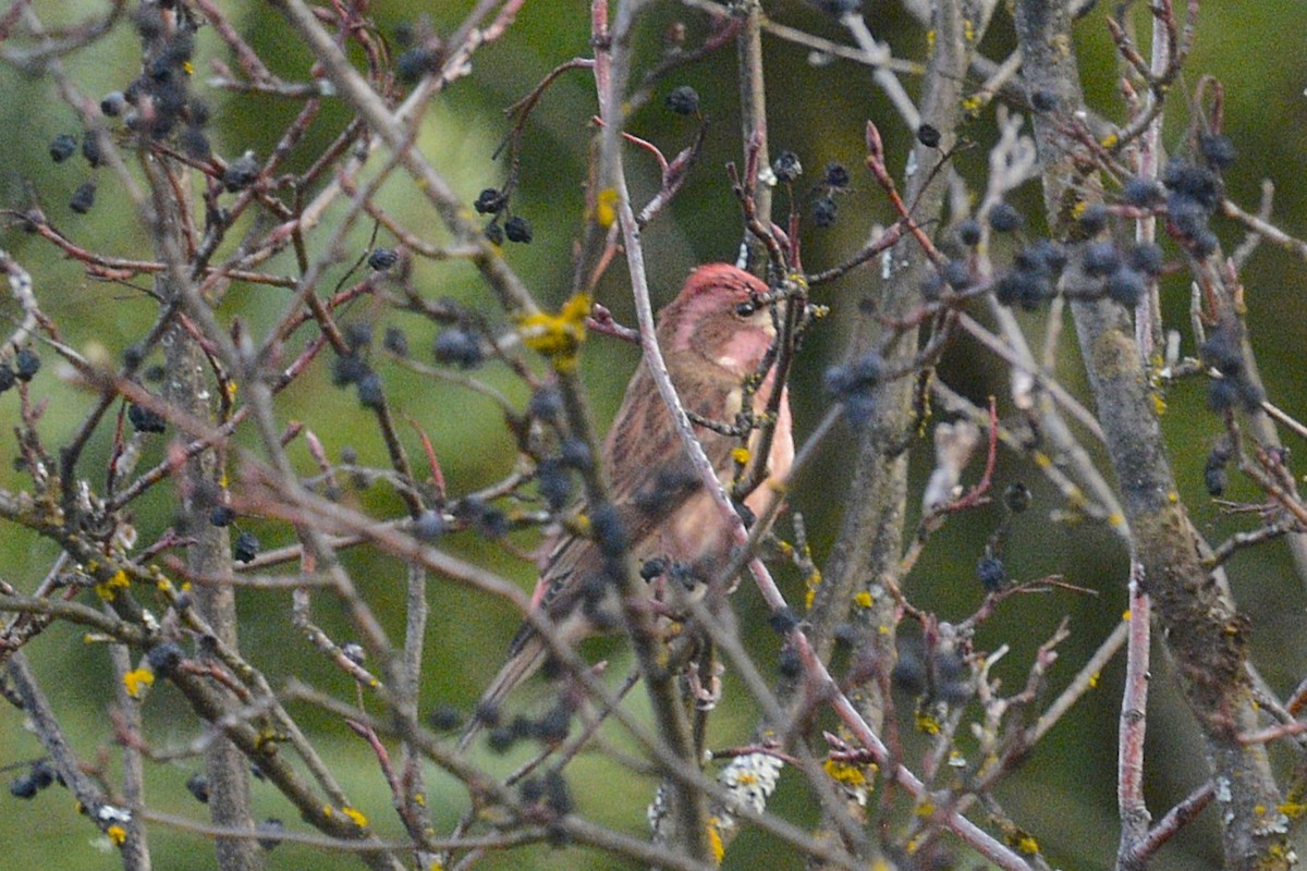 Roselin pourpré - ML647044939