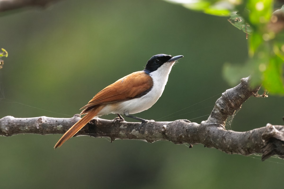 Shining Flycatcher - ML647044940