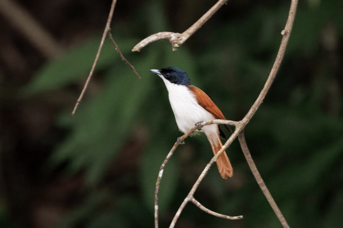 Shining Flycatcher - ML647044945