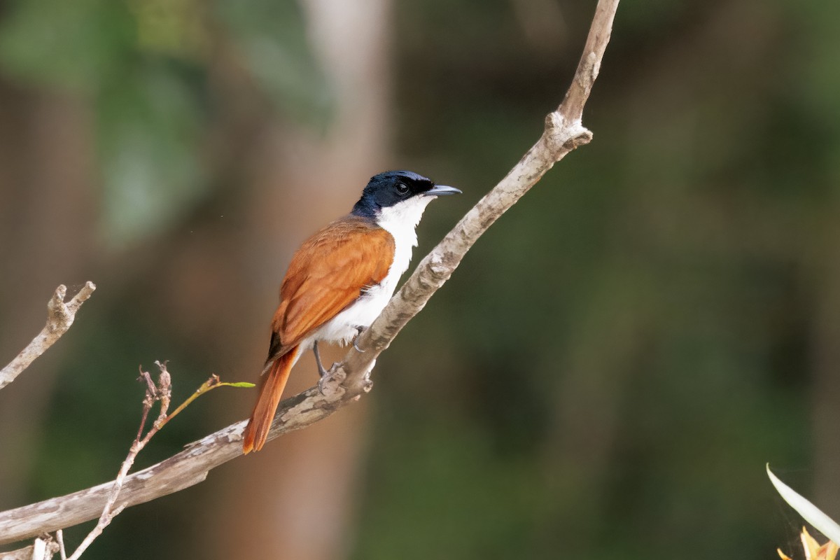Shining Flycatcher - ML647044946