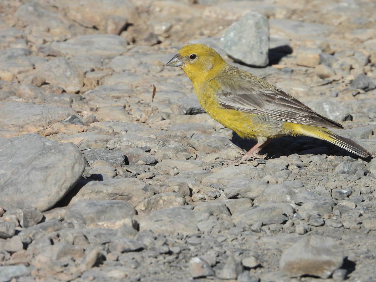 Greater Yellow-Finch - ML647044950
