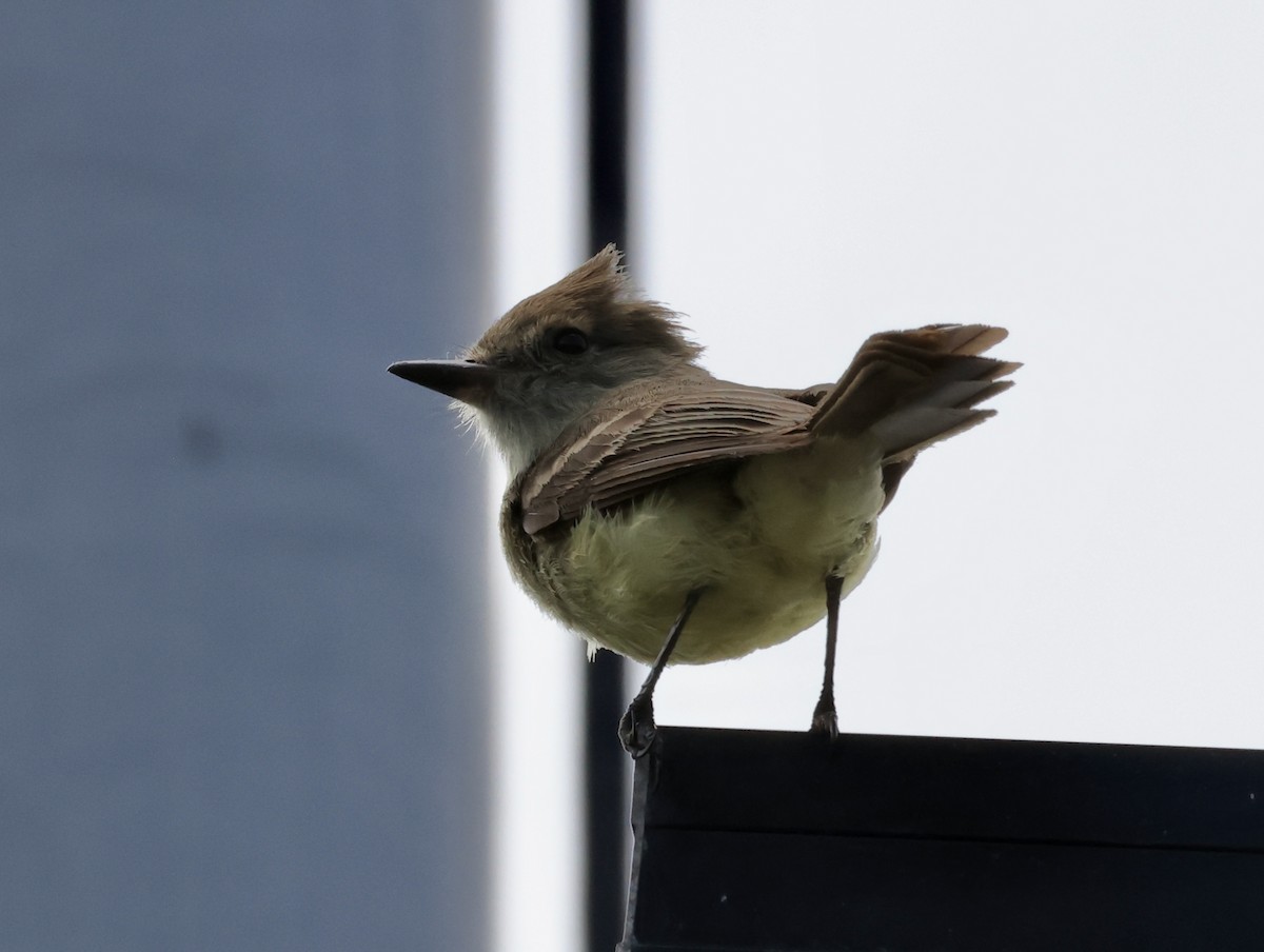 Galapagos Flycatcher - ML647044965