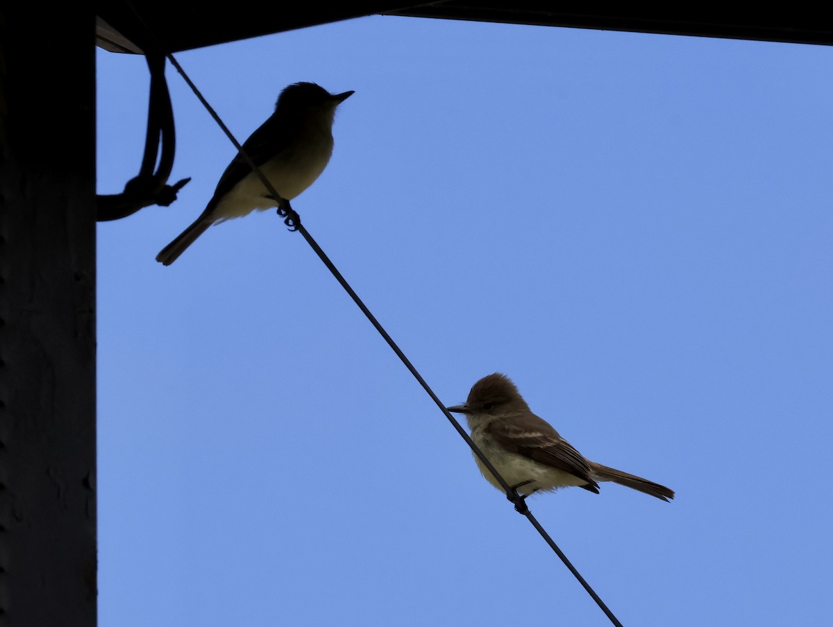 Galapagos Flycatcher - ML647044966