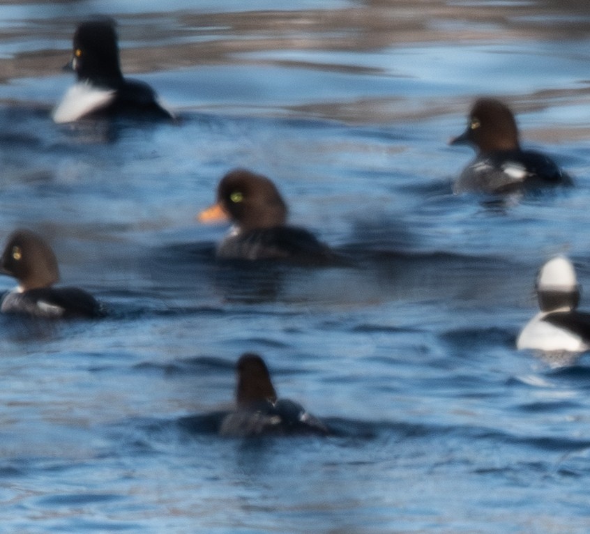 Barrow's Goldeneye - ML647044968