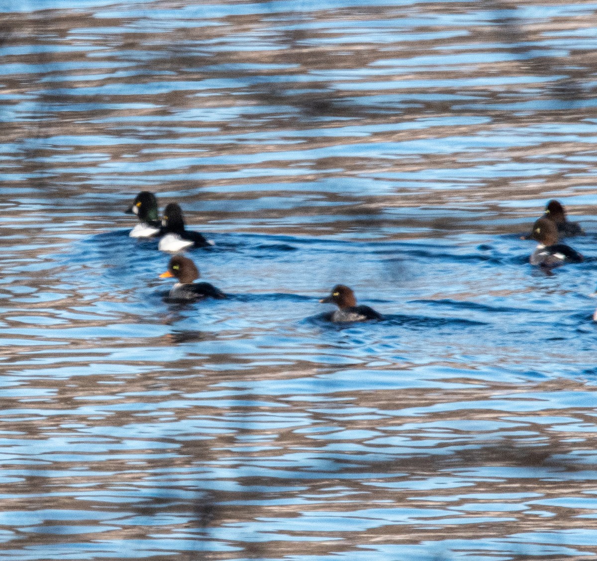 Barrow's Goldeneye - ML647044970