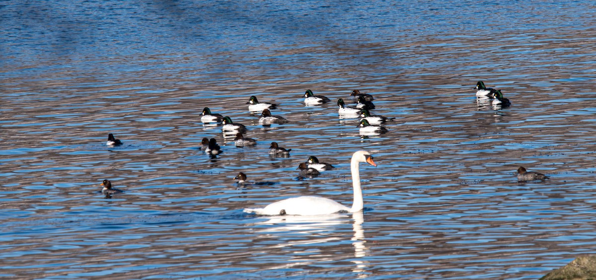 Barrow's Goldeneye - ML647044972