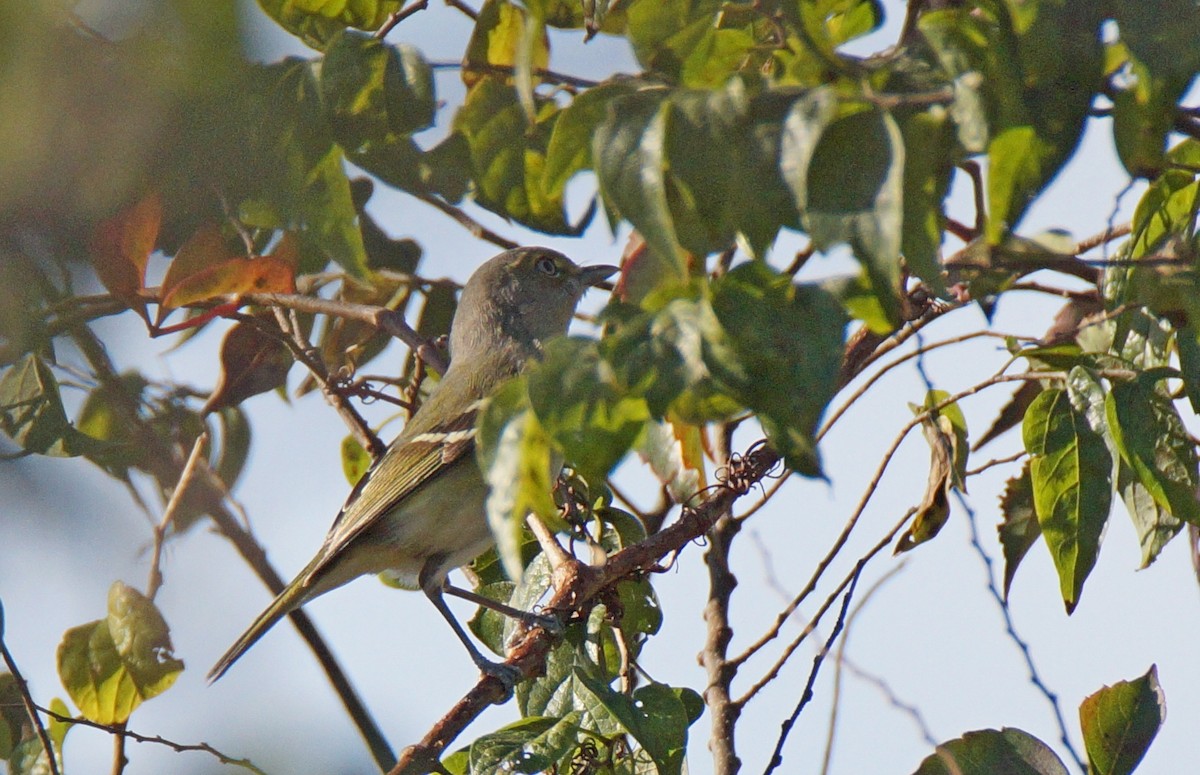 White-eyed Vireo - ML647044984