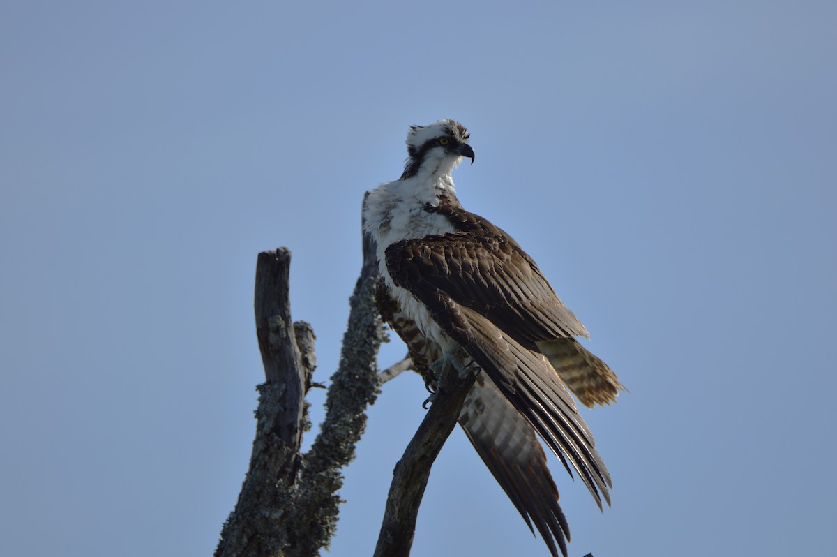 Osprey - ML647044986