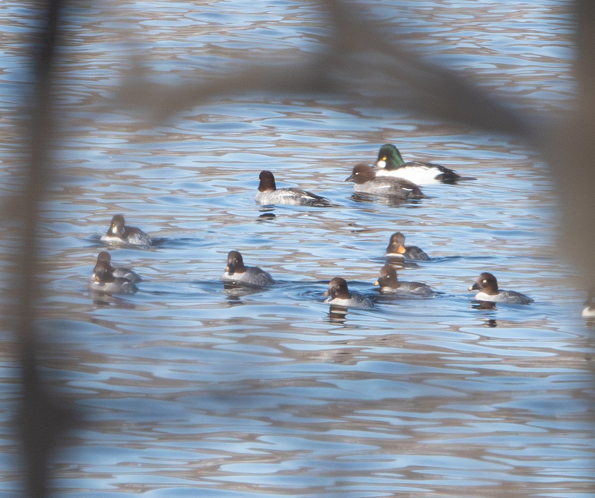 Common Goldeneye - ML647044988