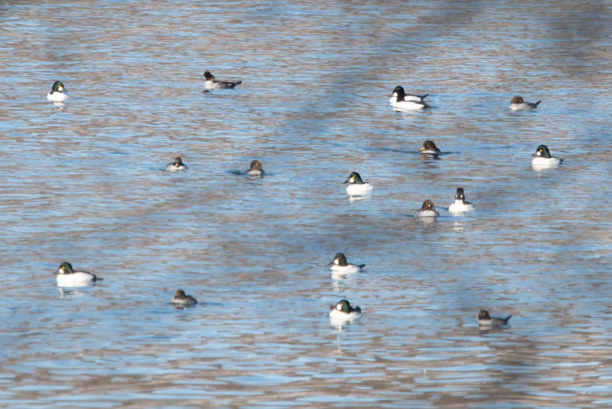 Common Goldeneye - ML647044990