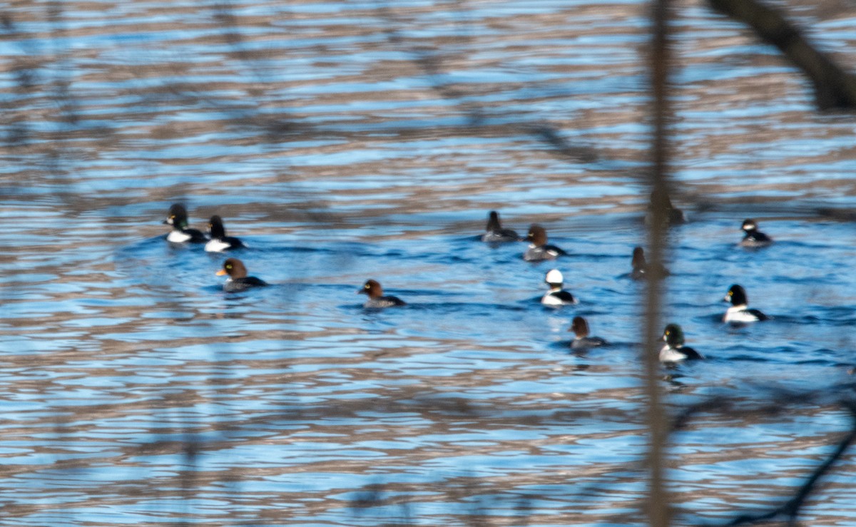 Common Goldeneye - ML647044992