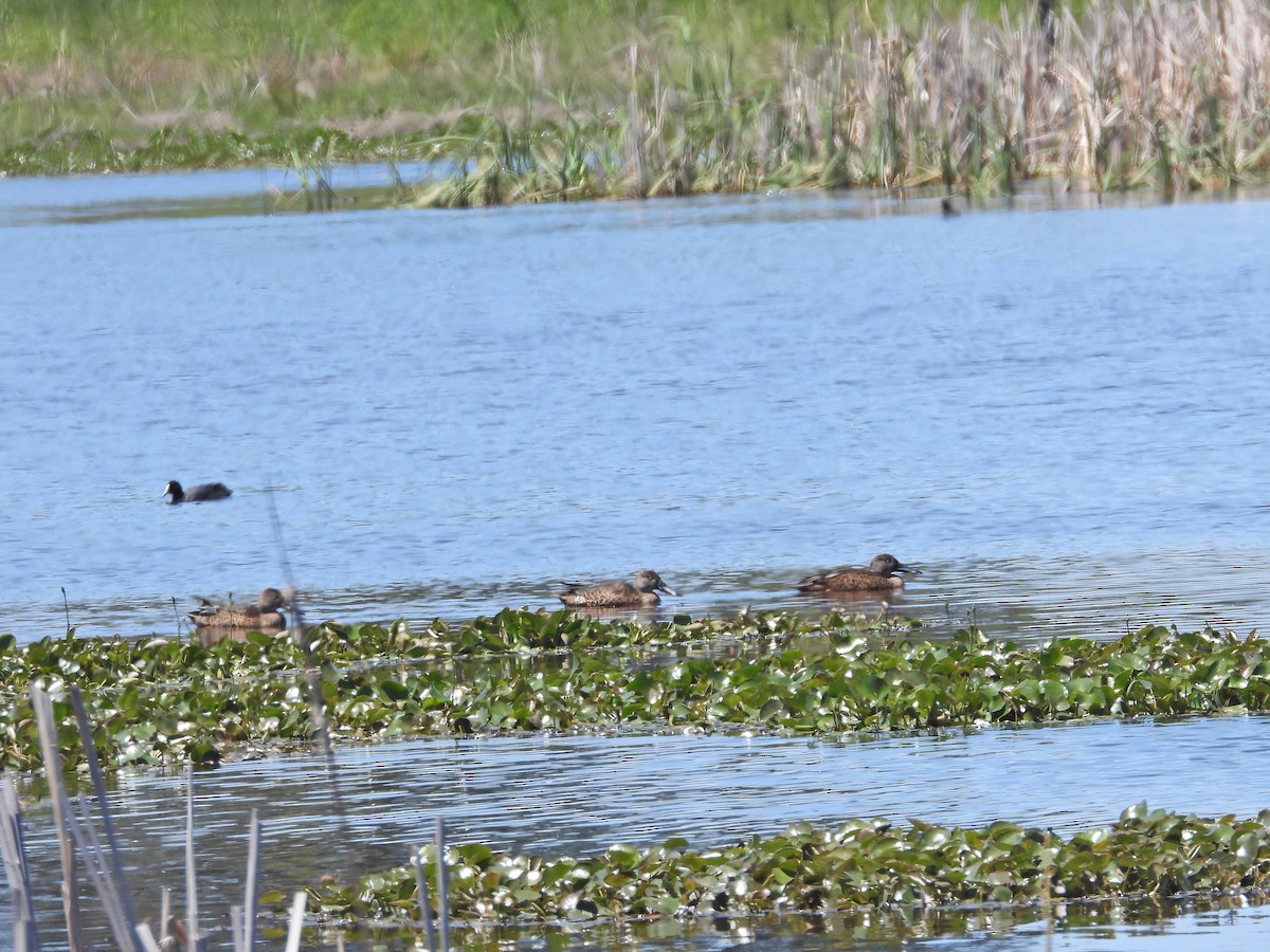 Австралийская широконоска - ML647044994