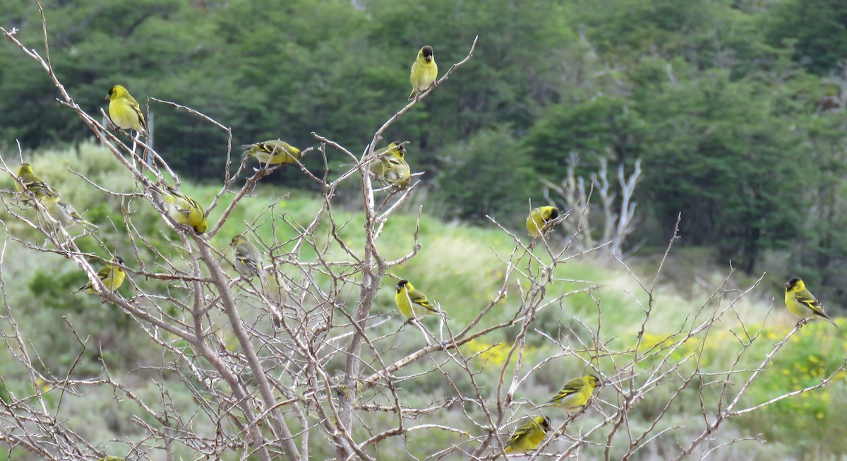 Black-chinned Siskin - ML647044995