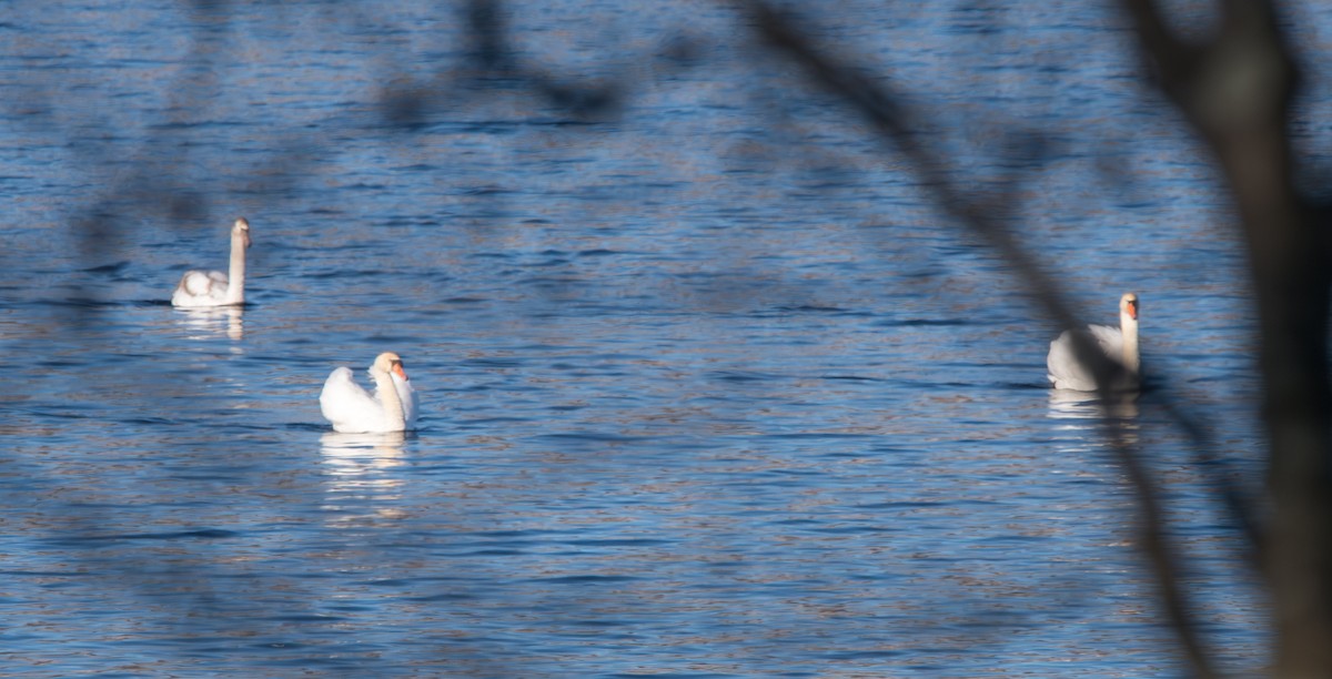 Mute Swan - ML647045002