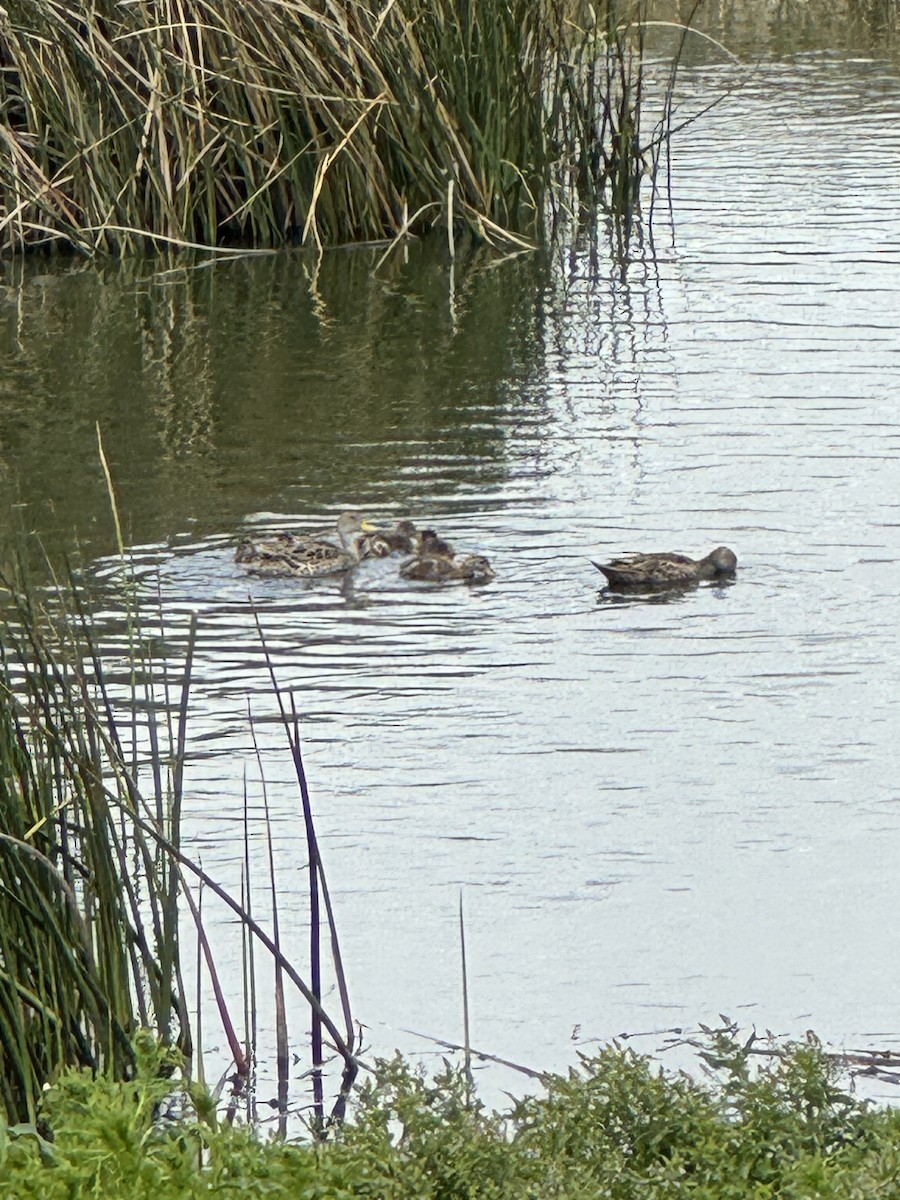 Yellow-billed Pintail - ML647045003