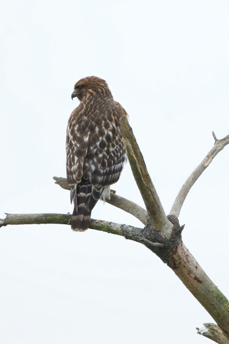 Rotschulterbussard - ML647045005