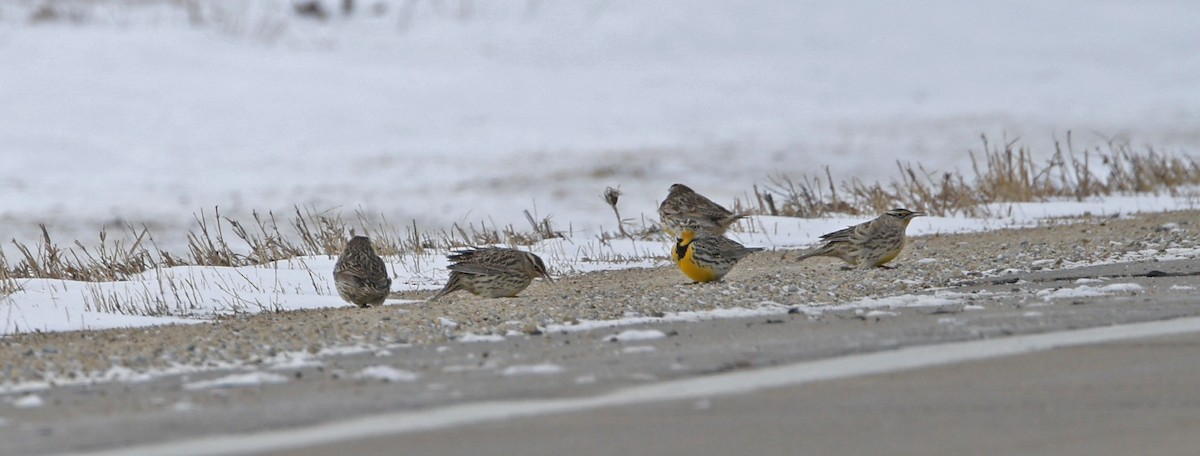 Western/Eastern Meadowlark - ML647045010