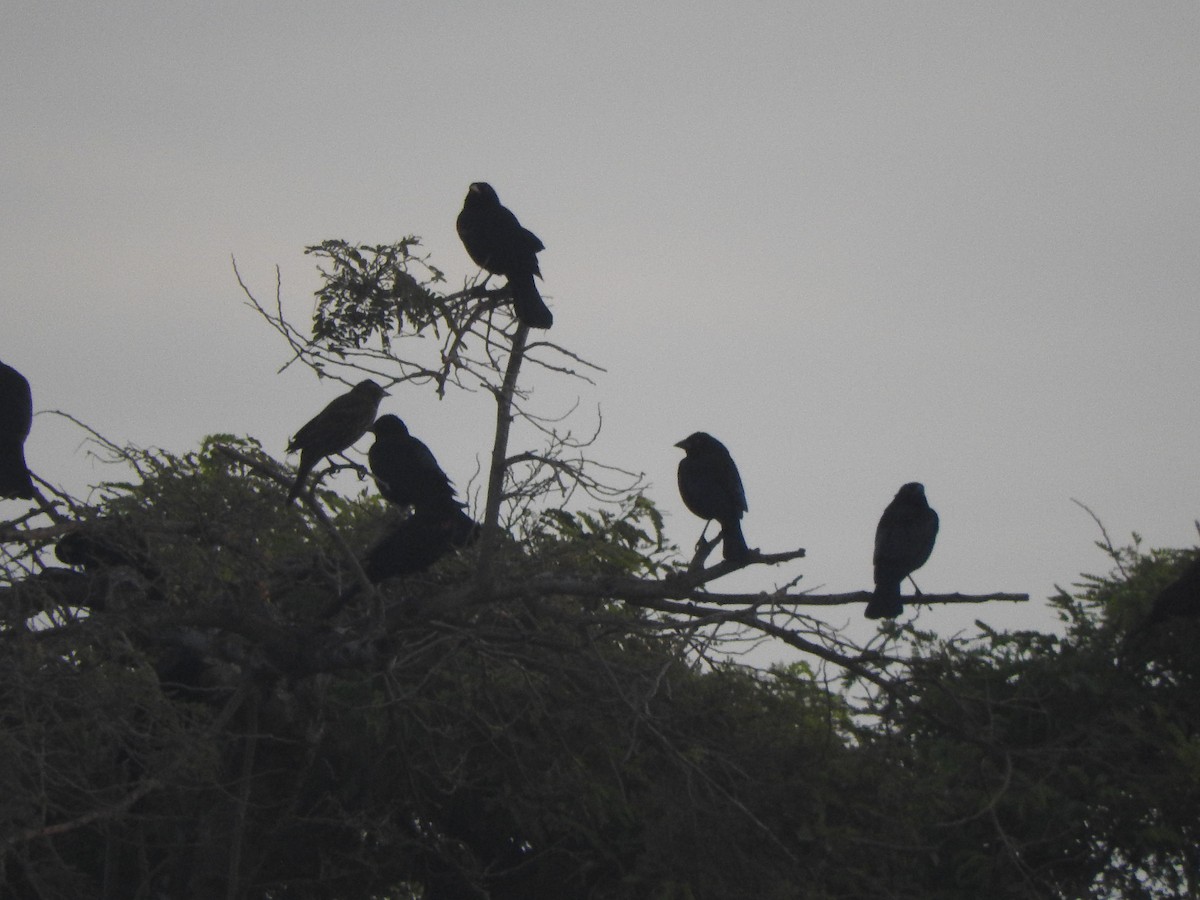 Rotaugen-Kuhstärling - ML647045012