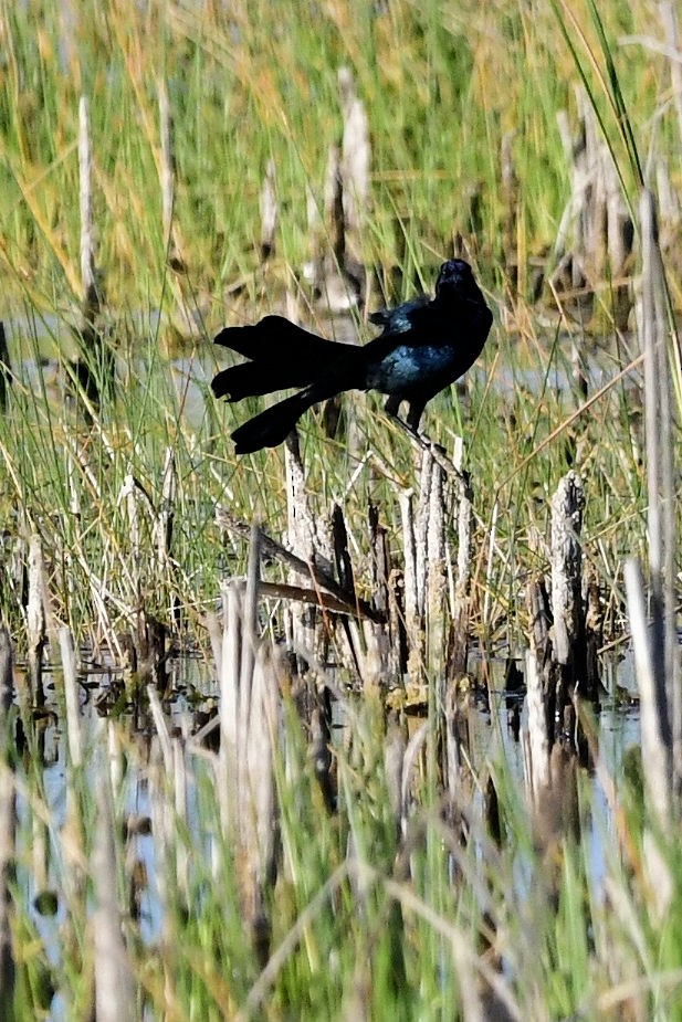 キタオナガクロムクドリモドキ - ML647045013