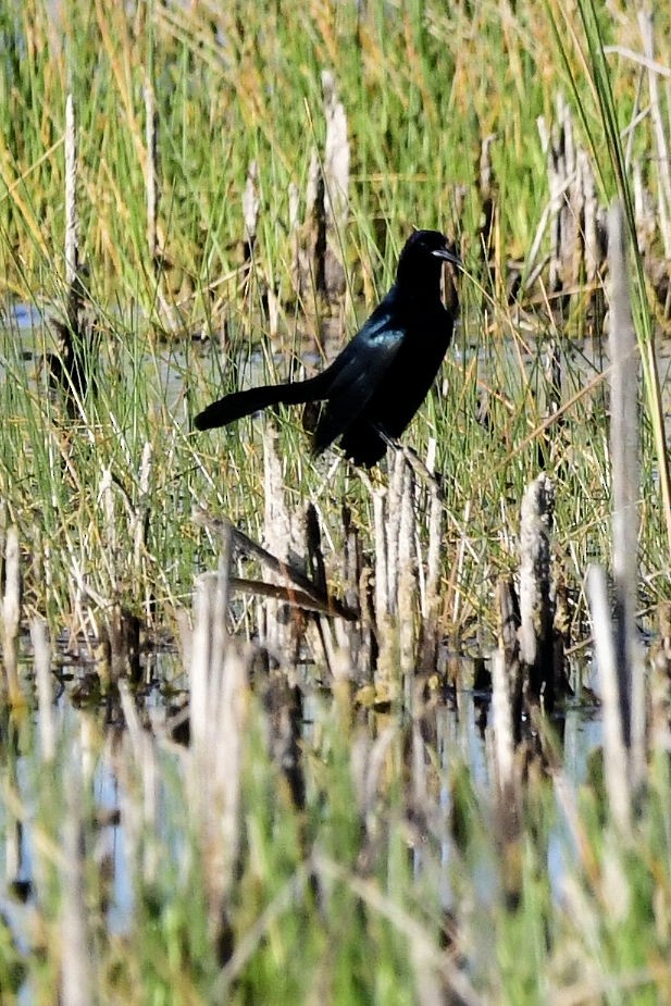 キタオナガクロムクドリモドキ - ML647045014