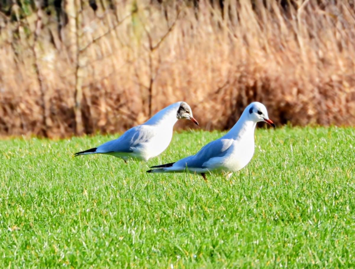 Black-headed Gull - ML647045039
