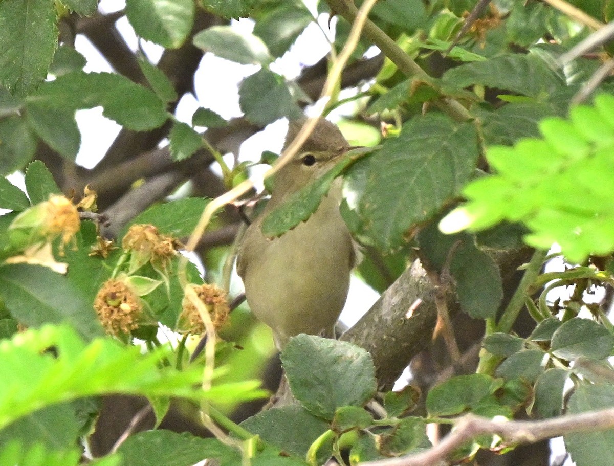Eastern Olivaceous Warbler - ML647045041