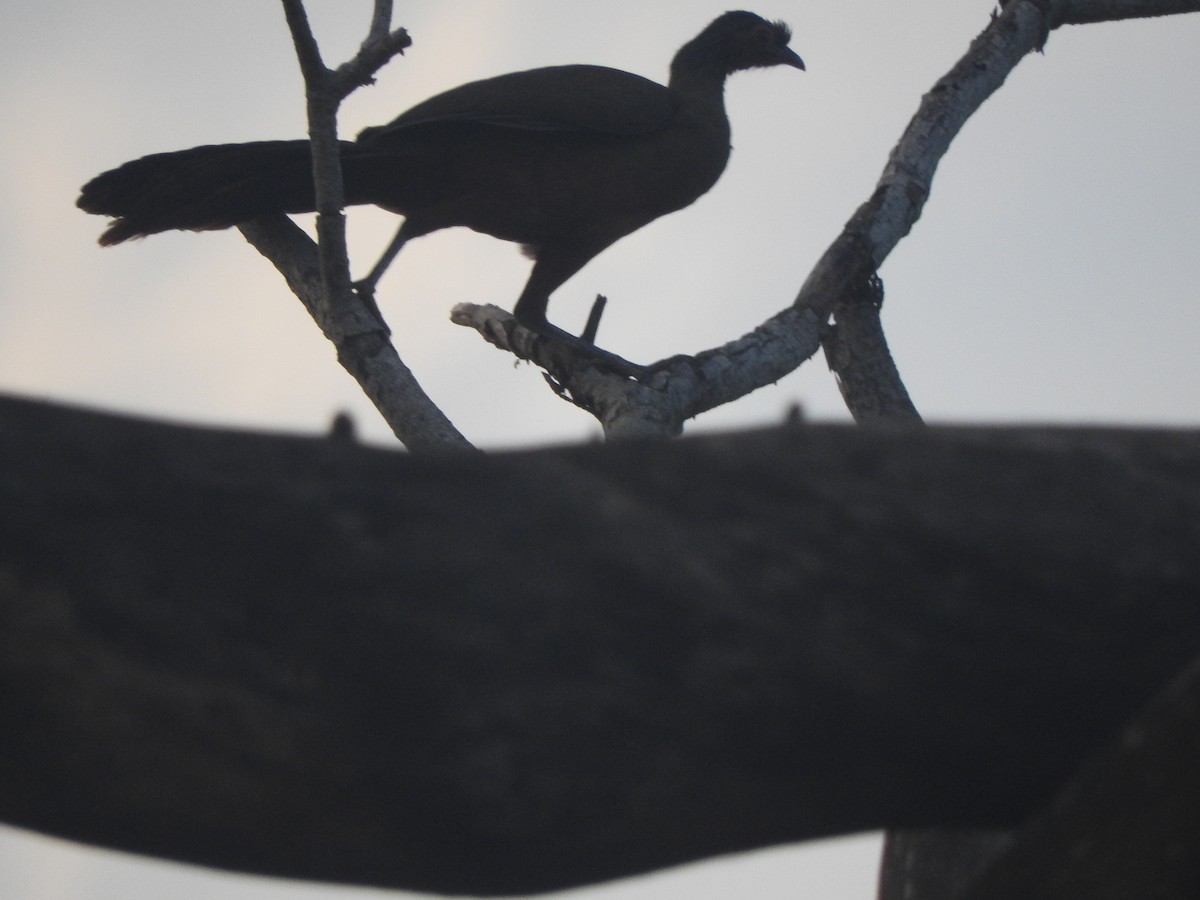 Rufous-bellied Chachalaca - ML647045047