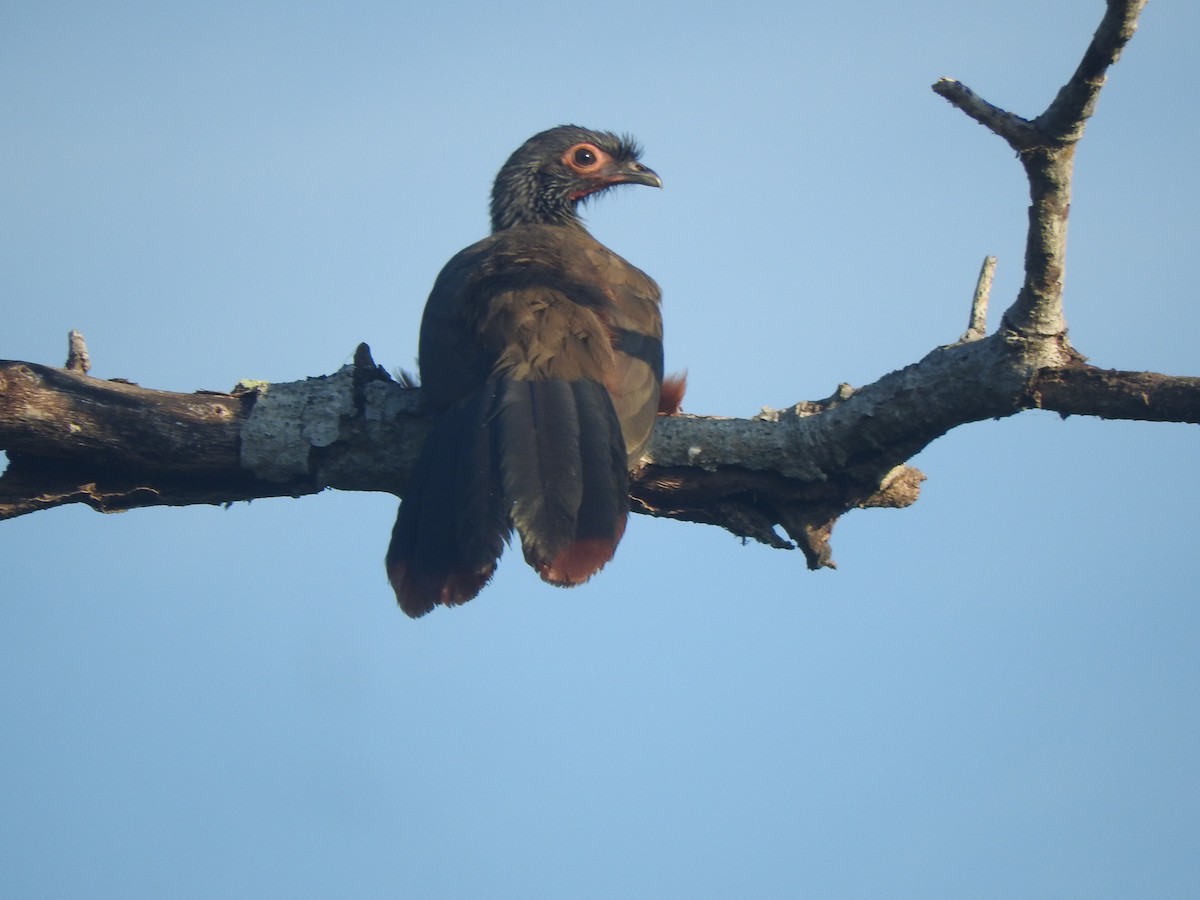 Rufous-bellied Chachalaca - ML647045048