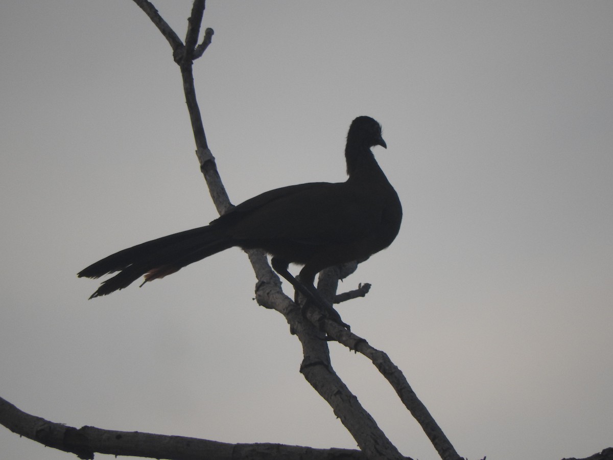 Rufous-bellied Chachalaca - ML647045049